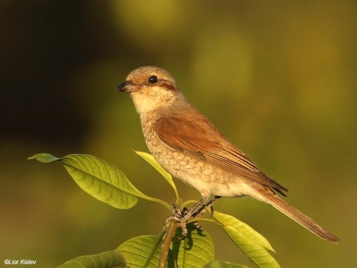 Red backed shrike  Lanius collurio golan  03-09-10 Lior Kislev  